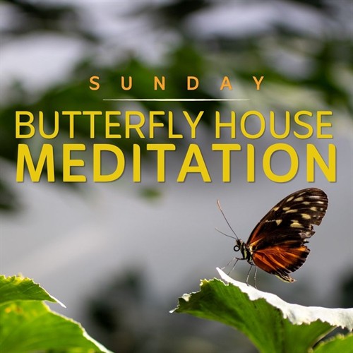 BUTTERFLY HOUSE (1)_thumb.jpg